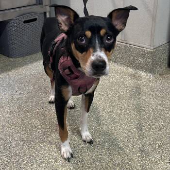 IVHS-Stray-143351 -  Rat Terrier Dog for Adoption in San Gabriel, California - IVHS-Stray-143351 | PetCurious