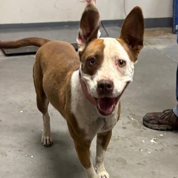 Crackers -  Pit Bull Terrier and Mixed Breed Dog for Adoption in Yuma, Arizona - Crackers | PetCurious