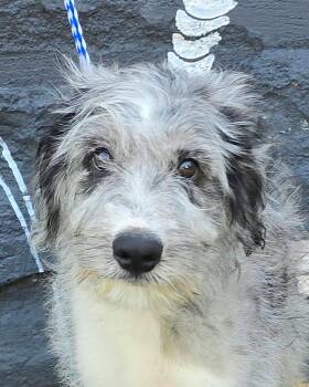 Stephanos -  Aussiedoodle Dog for Adoption in Newport, Tennessee - Stephanos | PetCurious