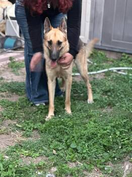German Shepherd Dog Dogs Available for Adoption in Greeneville, Tennessee - Lady | PetCurious