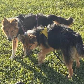 Shetland Sheepdog Sheltie Dogs Available for Adoption in Davis, California - Brothers Ricky & Morty | PetCurious
