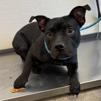 Kimberly -  Mixed Breed Dog for Adoption in Las Cruces, New Mexico - Kimberly | PetCurious