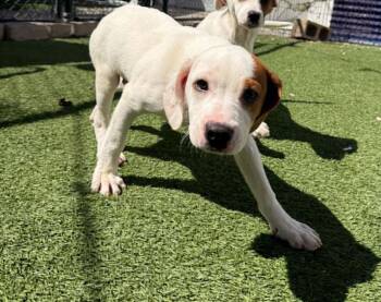Joey -  Hound Dog for Adoption - Joey | PetCurious