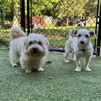 Bert and Ernie -  Poodle Dog for Adoption in Huntington, New York - Bert And Ernie | PetCurious