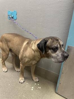 COLTON -  Mastiff Dog for Adoption in Las Vegas, Nevada - COLTON | PetCurious