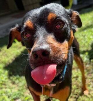 Miniature Pinscher and Chihuahua Dogs Available for Adoption in Bloomfield, Connecticut - BB | PetCurious