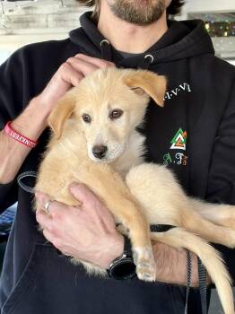 Mixed Breed Dogs Available for Adoption - Sugar | PetCurious