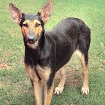 Rescue Doberman Pinscher and Shepherd Dogs for Adoption in Longview, Texas - Chela | PetCurious