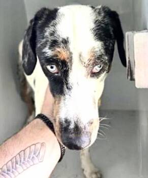 Australian Cattle Dog Blue Heeler and Mixed Breed Dogs Available for Adoption in Houston, Texas - A654351 | PetCurious