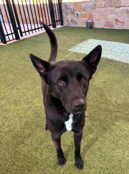 German Shepherd Dog Dogs Available for Adoption in Seguin, Texas - Molly | PetCurious