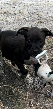 Pit Bull Terrier Dogs Available for Adoption - Liberty (Calhoun Pitties) | PetCurious