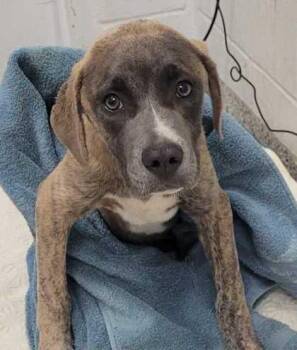 Crowley -  Mixed Breed Dog for Adoption in Kansas City, Missouri - Crowley | PetCurious