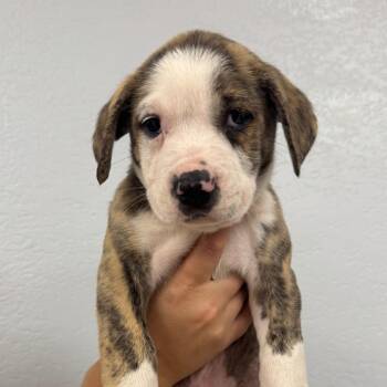 Paul -  American Bulldog and Mixed Breed Dog for Adoption in Waco, Texas - Paul | PetCurious