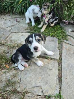 Karo -  Great Pyrenees Dog for Adoption in Wando, South Carolina - Karo | PetCurious
