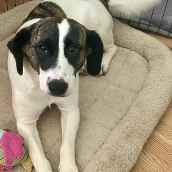 Shepherd and Mixed Breed Dogs Available for Adoption in Falls Church, Virginia - Burton | PetCurious