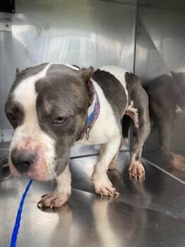 Mixed Breed Dogs Available for Adoption in Dallas, Texas - CHANEL | PetCurious