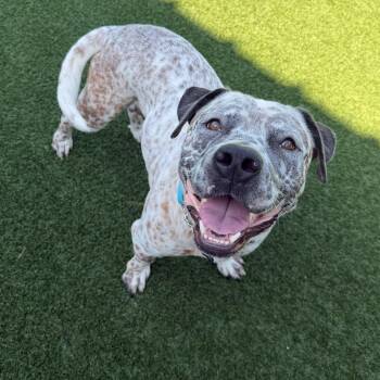 Jax -  American Staffordshire Terrier Dog for Adoption in Houston, Texas - Jax | PetCurious