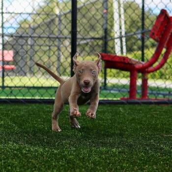 Chalk -  Mixed Breed Dog for Adoption in Bradenton, Florida - Chalk | PetCurious