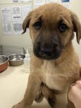 Mixed Breed Dogs Available for Adoption - Oakley | PetCurious