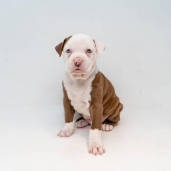 Retriever and Mixed Breed Dogs Available for Adoption in New York, New York - Darcy | PetCurious