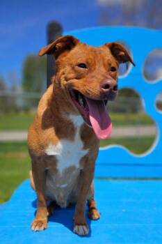 Mixed Breed Dogs Available for Adoption in Wooster, Ohio - Willie | PetCurious