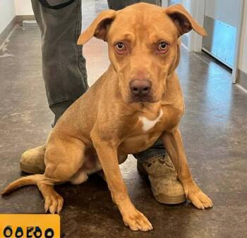 Arnie -  Pit Bull Terrier and Mixed Breed Dog for Adoption in Fort Collins, Colorado - Arnie | PetCurious