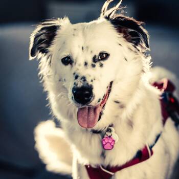 Rescue Border Collie Dogs for Adoption in Glenrock, Wyoming - Bryce | PetCurious