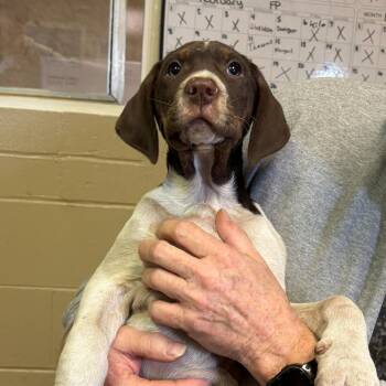 German Shorthaired Pointer and Coonhound Dogs Available for Adoption - Arctic | PetCurious