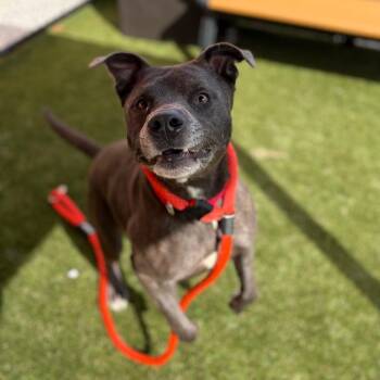 Mr. Man -  Mixed Breed Dog for Adoption in Philadelphia, Pennsylvania - Mr. Man | PetCurious