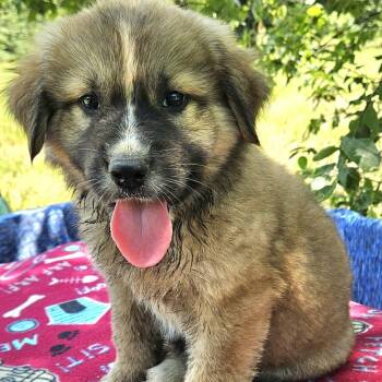 Rosie -  Shepherd and Mixed Breed Dog for Adoption in Pelham, New Hampshire - Rosie | PetCurious