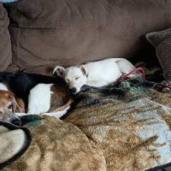 Australian Cattle Dog Blue Heeler Dogs Available for Adoption in Monticello, New York - Hello Kitty | PetCurious