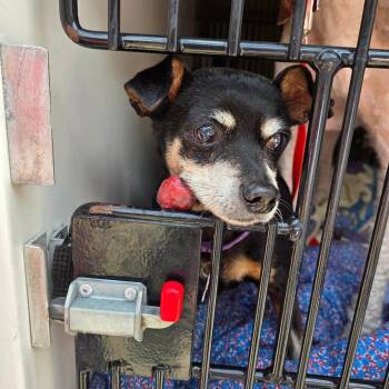 Taz aka Teller -  Mixed Breed Dog for Adoption in Charleston, West Virginia - Taz Aka Teller | PetCurious