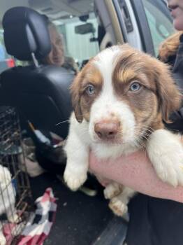 Zippie -  Border Collie and Cattle Dog Dog for Adoption in Lawrenceburg, Tennessee - Zippie | PetCurious