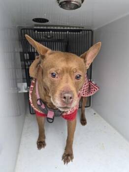 Pit Bull Terrier Dogs Available for Adoption - Pen 100c | PetCurious