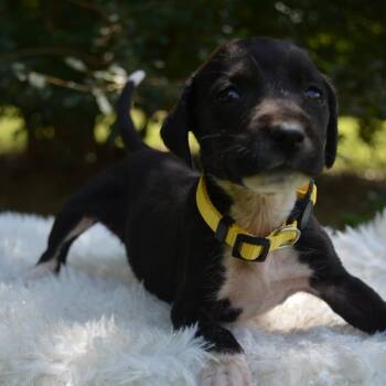 Pikachu -  German Shorthaired Pointer and Black Labrador Retriever Dog for Adoption in Ferndale, Michigan - Pikachu | PetCurious
