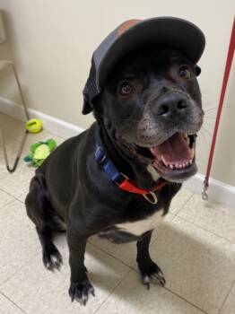 Rescue Mastiff and Mixed Breed Dogs for Adoption in Fall River, Massachusetts - Roxy | PetCurious