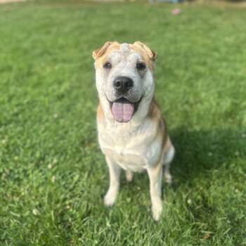 Johnny -  Shar Pei Dog for Adoption in Myerstown, Pennsylvania - Johnny | PetCurious