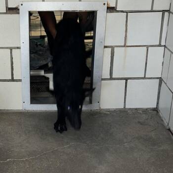 George -  German Shepherd Dog Dog for Adoption in Starkville, Mississippi - George | PetCurious
