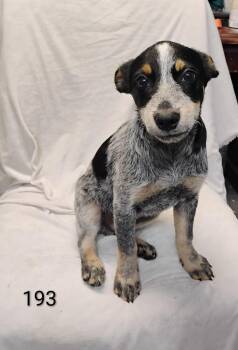 Josh #193 -  Australian Cattle Dog Blue Heeler Dog for Adoption in New Lexington, Ohio - Josh #193 | PetCurious