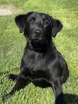 Labrador Retriever and Mixed Breed Dogs Available for Adoption in Riverside, California - SADIE | PetCurious