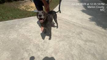 WRANGLER -  Labrador Retriever and Mixed Breed Dog for Adoption in Ocala, Florida - WRANGLER | PetCurious