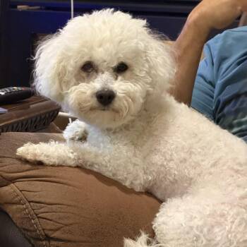 Bichon Frise Dogs Available for Adoption in Texarkana, Texas - Sadie | PetCurious