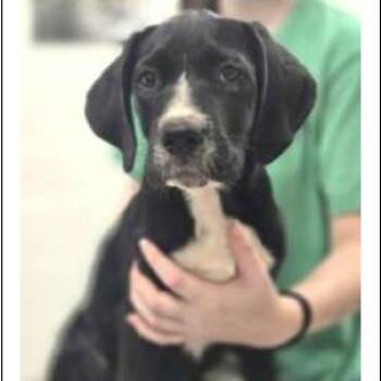 Phineas -  Mixed Breed Dog for Adoption - Phineas | PetCurious