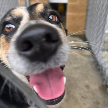 Ginger -  Cattle Dog and Mixed Breed Dog for Adoption in Sand Springs, Oklahoma - Ginger | PetCurious