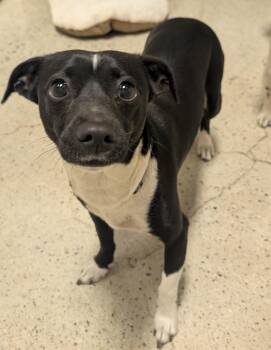 Rescue Chihuahua Dogs for Adoption in Thousand Oaks, California - Clara | PetCurious