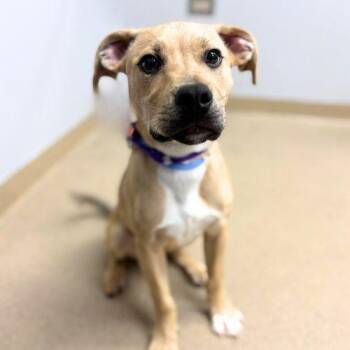 Labrador Retriever and Mixed Breed Dogs Available for Adoption in Aurora, Colorado - HARVY | PetCurious