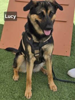Lucy -  German Shepherd Dog Dog for Adoption in Visalia, California - Lucy | PetCurious