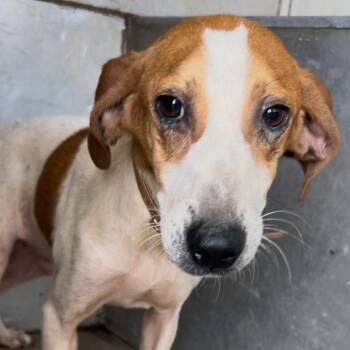 Buck -  Beagle and Hound Dog for Adoption in Franklin, North Carolina - Buck | PetCurious