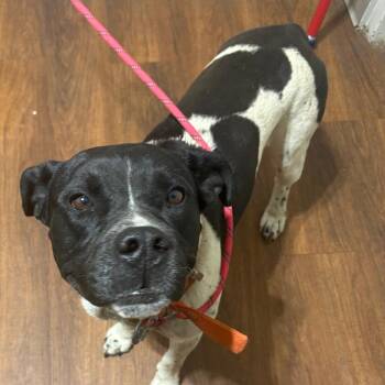 Mixed Breed Dogs Available for Adoption in Milton, Florida - Mitchum | PetCurious