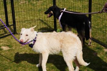 Rescue Terrier Dogs for Adoption in Gilbert, Arizona - Mirra | PetCurious